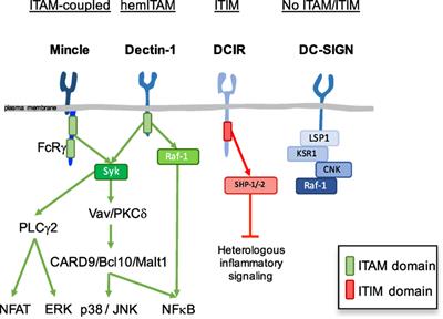 Flexible Signaling of Myeloid C-Type Lectin Receptors in Immunity and Inflammation